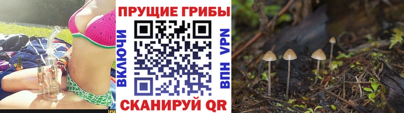 Псилоцибиновые грибы Psilocybe Чайковский